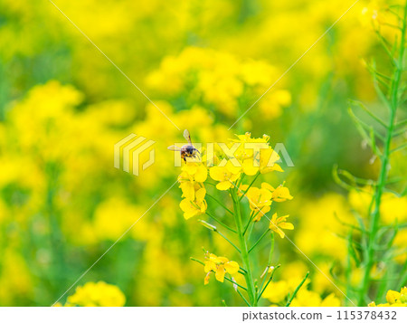 Spring News: A cute honeybee collecting nectar in a field of blooming rapeseed flowers 115378432