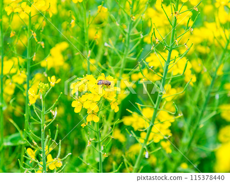 春天的消息：油菜花盛開，可愛的蜜蜂在採花蜜 115378440