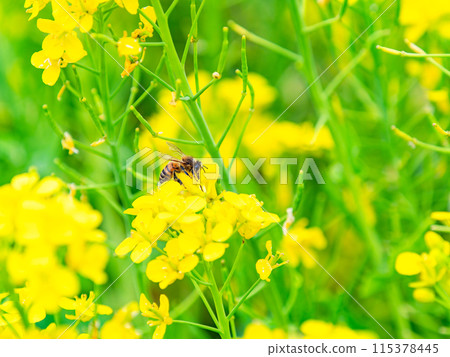 春天的消息：油菜花盛開，可愛的蜜蜂在採花蜜 115378445