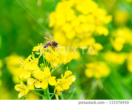 Spring News: A cute honeybee collecting nectar in a field of blooming rapeseed flowers 115378450