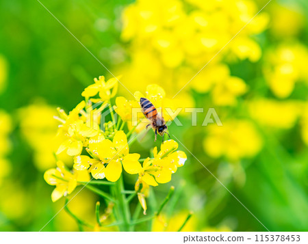 Spring News: A cute honeybee collecting nectar in a field of blooming rapeseed flowers 115378453