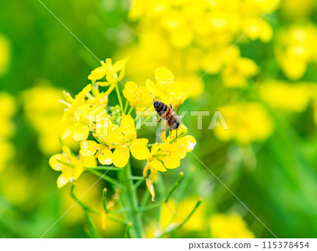 春天的消息：油菜花盛開，可愛的蜜蜂在採花蜜 115378454