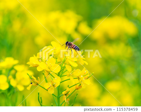 春天的消息：油菜花盛開，可愛的蜜蜂在採花蜜 115378459