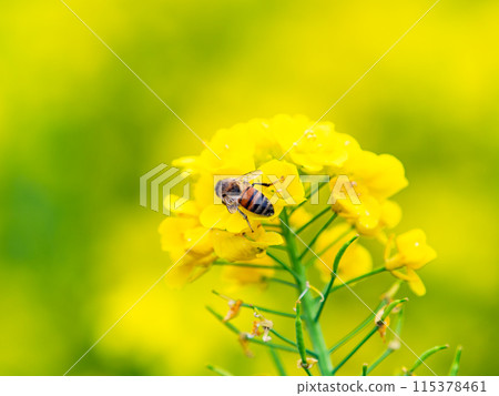 Spring News: A cute honeybee collecting nectar in a field of blooming rapeseed flowers 115378461