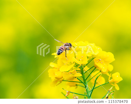 Spring News: A cute honeybee collecting nectar in a field of blooming rapeseed flowers 115378470