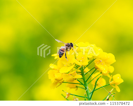 春天的消息：油菜花盛開，可愛的蜜蜂在採花蜜 115378472
