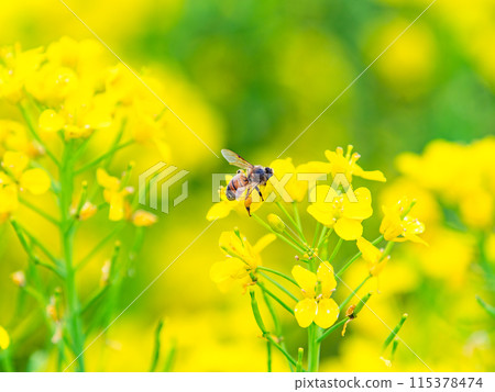 Spring News: A cute honeybee collecting nectar in a field of blooming rapeseed flowers Spring News: A cute honeybee collecting nectar in a field of blooming rapeseed flowers 115378474