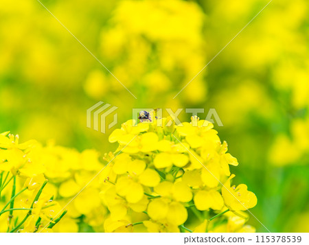 Spring News: A cute honeybee collecting nectar in a field of blooming rapeseed flowers 115378539