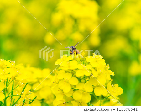 春天的消息：油菜花盛開，可愛的蜜蜂在採花蜜 115378541