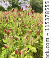 Landscape with red flowers 115378555