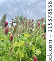 Cloudy weather and red flowers 115378556