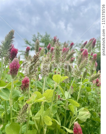 Cloudy weather and red flowers 115378556