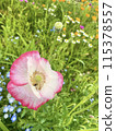 Red poppy flowers and flower field 115378557
