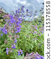 Cloudy sky and purple flowers 115378558