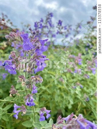 Cloudy sky and purple flowers 115378558