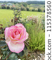 Scenery with flowers 115378560