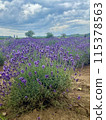 Landscape with lavender fields 115378563