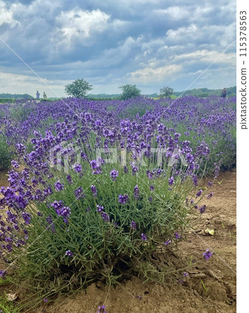 Landscape with lavender fields 115378563