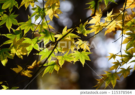 沼原濕地 2023-10-23 #136 115378564