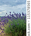 Lavender blooming in the plateau 115378565