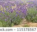 Lavender blooming in early summer 115378567
