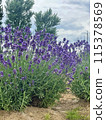 Lavender blooming in early summer 115378569