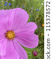 Blooming pink cosmos 115378572