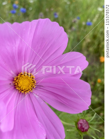 盛開的粉紅色宇宙 盛開的粉紅色宇宙 115378572