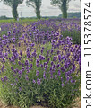 Lavender blooming in the meadow 115378574