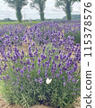 Lavender fields and butterflies on a sunny day 115378576