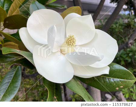 Large flower of Magnolia grandiflora Large flower of Magnolia grandiflora 115378627
