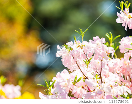 杜鵑花盛開,在春天的陽光下閃閃發光 杜鵑花盛開,在春天的陽光下閃閃發光 115378691