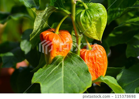 酸莓 酸莓 115378698