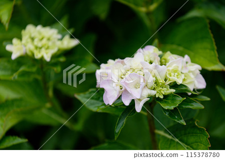 Hydrangea after the rain 115378780