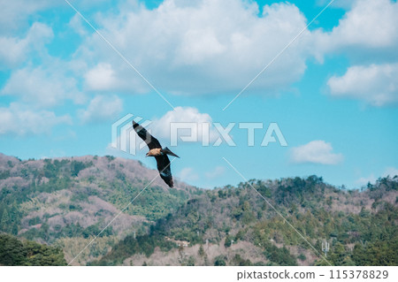 藍天上飛翔的鳥兒 藍天上飛翔的鳥兒 115378829