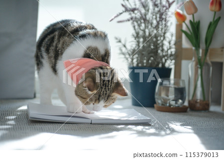 brown tabby scottish cat play in living room brown tabby scottish cat play in living room 115379013