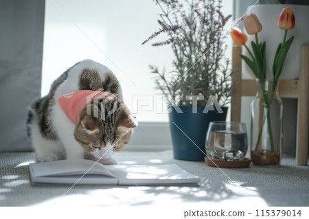 brown tabby scottish cat play in living room 115379014
