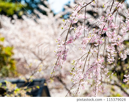 春天盛開－優雅的垂枝櫻花盛開 115379026