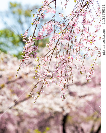 春天盛開－優雅的垂枝櫻花盛開 115379031