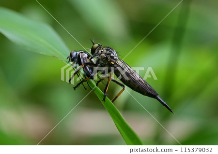 黑腹蒼蠅捕食蒼蠅 115379032