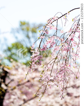 春天盛開－優雅的垂枝櫻花盛開 115379033
