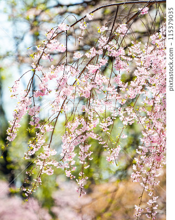 Spring is here: Beautiful and elegant weeping cherry blossoms in full bloom 115379035