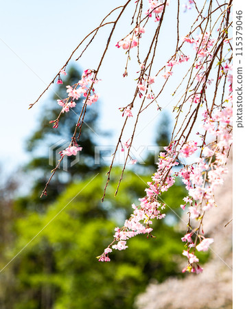 Spring is here: Beautiful and elegant weeping cherry blossoms in full bloom 115379046