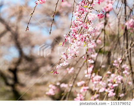 Spring is here: Beautiful and elegant weeping cherry blossoms in full bloom 115379052