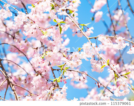 Spring is here: Beautiful and elegant weeping cherry blossoms in full bloom Spring is here: Beautiful and elegant weeping cherry blossoms in full bloom 115379061