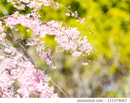 Spring is here: Beautiful and elegant weeping cherry blossoms in full bloom Spring is here: Beautiful and elegant weeping cherry blossoms in full bloom 115379067