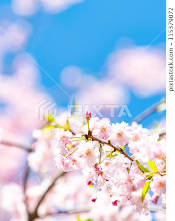Spring is here: Beautiful and elegant weeping cherry blossoms in full bloom 115379072