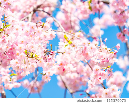 春天盛開－優雅的垂枝櫻花盛開 115379073