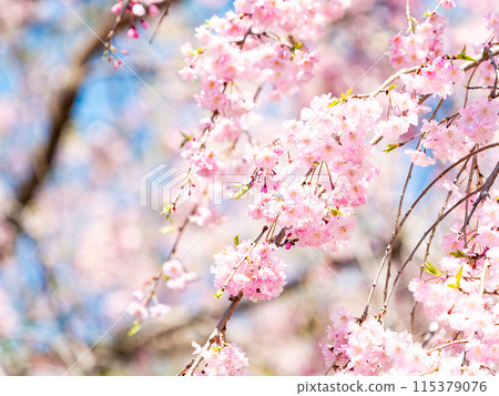 Spring is here: Beautiful and elegant weeping cherry blossoms in full bloom 115379076