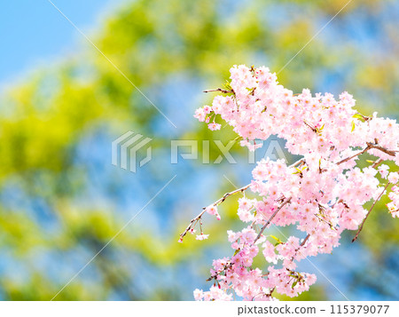 Spring is here: Beautiful and elegant weeping cherry blossoms in full bloom Spring is here: Beautiful and elegant weeping cherry blossoms in full bloom 115379077